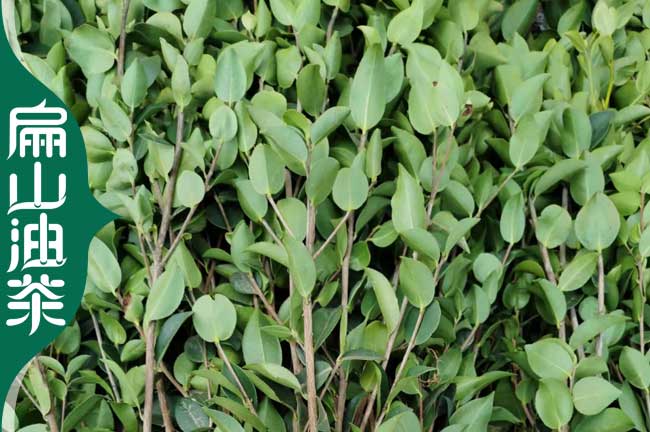 欽州油茶苗批發