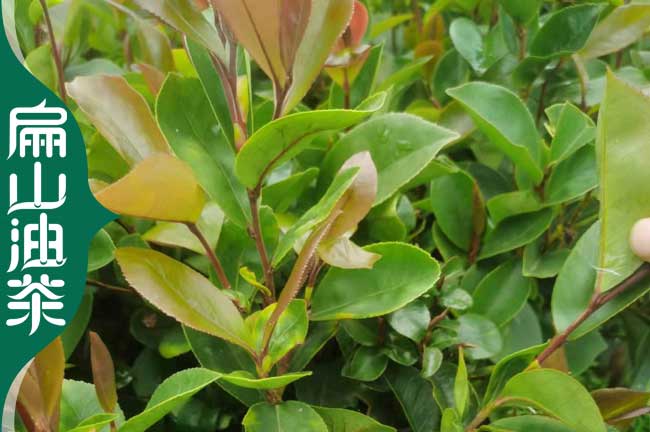 廣東2-3-1年東魁楊梅幼苗水晶大黑炭楊梅樹茂名6元/珠-扁山楊梅