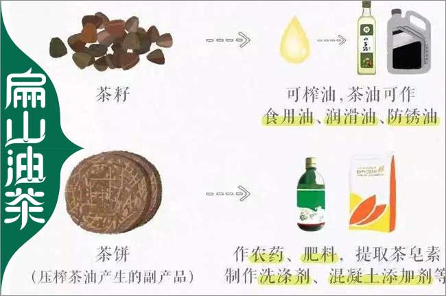 [有德宏油茶苗批發]楊梅.德宏金線蓮種苗 電話手機 微信地址