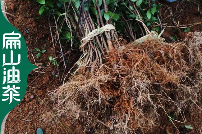 南平油茶裸根苗批發