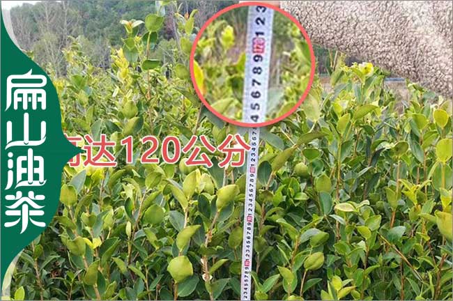 矮化 神農架3年楊梅小杯苗 1年油茶苗批發 粗1-3CM 高50公分