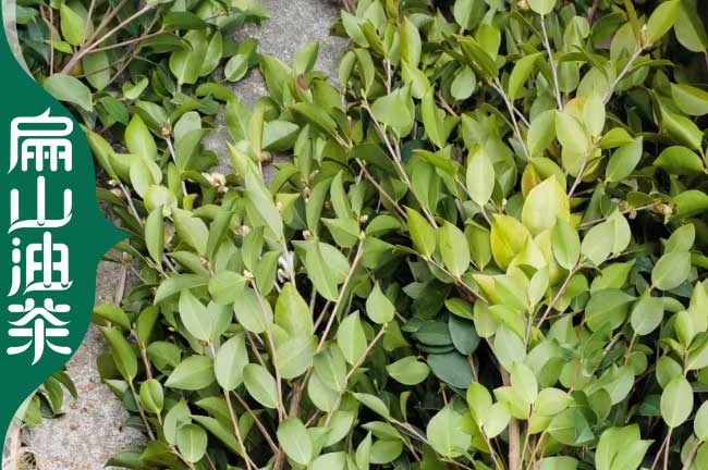 韶關軟枝3號油茶苗培育