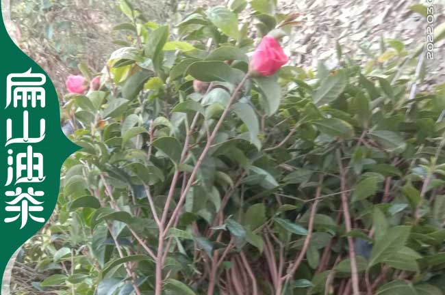 六盤水紅花大果油茶苗批發