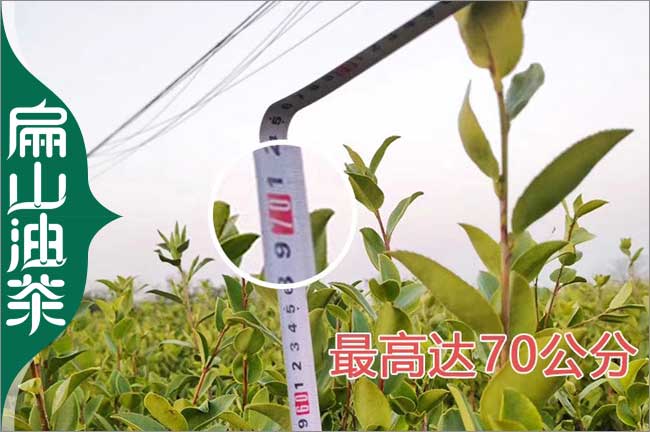 [潛江楊梅苗]油茶樹苗培育批發基地歡迎您加盟 潛江1CM杯苗