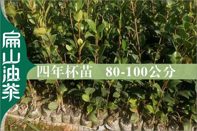 【1年楊梅油茶苗批發】適合四川種植的紅花大果-扁山油茶