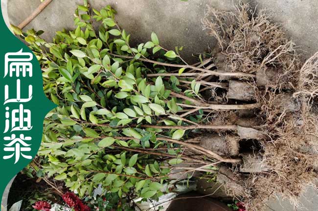 1-3-2-5年云南楚雄楊梅苗培育 油茶苗批發地徑1CM高30-60CM