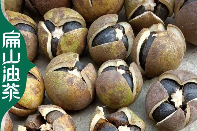 安順軟枝油茶苗批發