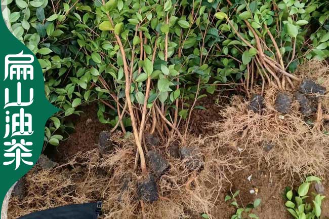 扁山崇左油茶苗批發培育基地 軟枝香花大果 電話 微信 地址