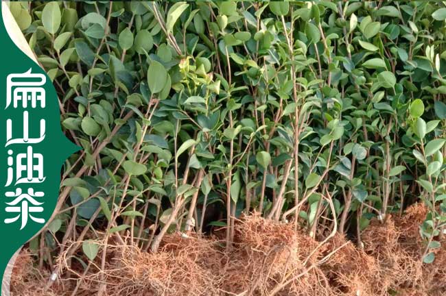 有六盤水油茶苗.梅楊樹苗培育 大型批發基地 1-3年60-90公分