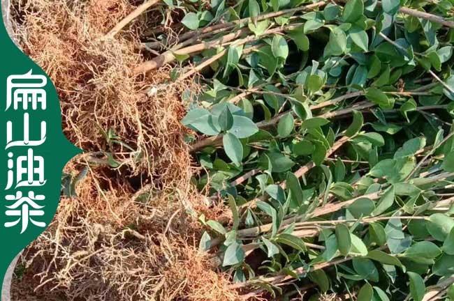 云南3年楊梅油茶杯苗價格 紅花大果油茶苗50公分-扁山油茶