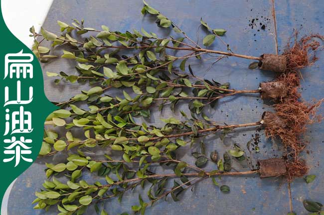 有楚雄1年紅花油茶苗批發 云南楚雄大果長林軟枝40CM小杯苗