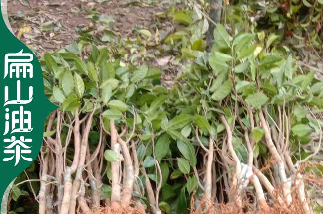玉林的油茶苗培育 楊梅苗交易批發市場 大果軟枝香花紅花4元