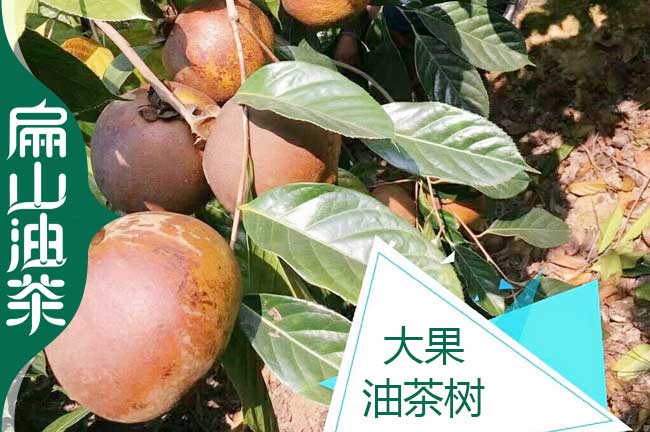中國廣東野生茶油銷路 廣西茶籽收購湖南四川油茶基地-扁山油茶