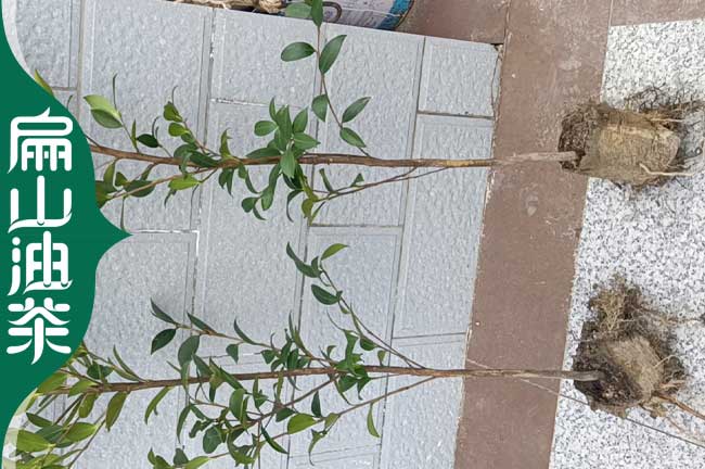 深圳小區油茶苗批發