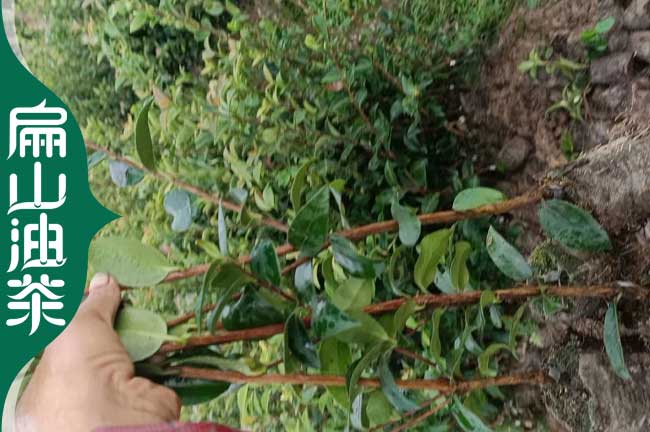 扁山重慶九龍坡.長壽金線蓮種苗北碚油茶苗.茶葉樹苗培育1CM