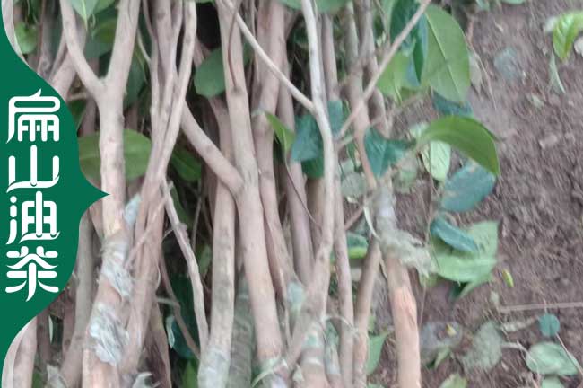 惠州大果油茶苗批發