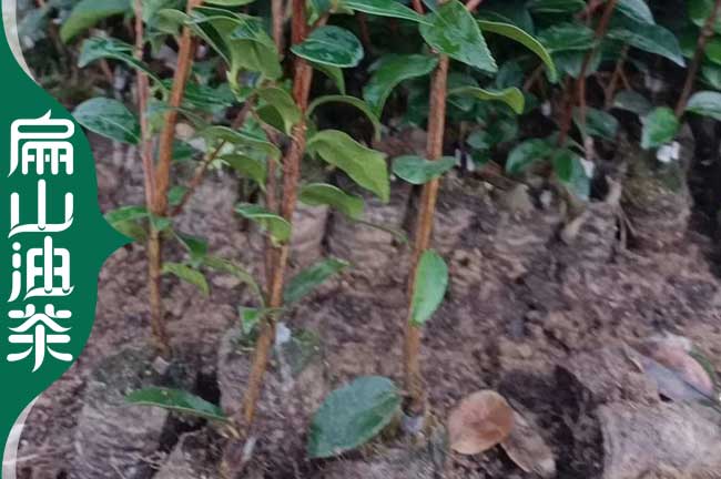 海西油茶苗批發
