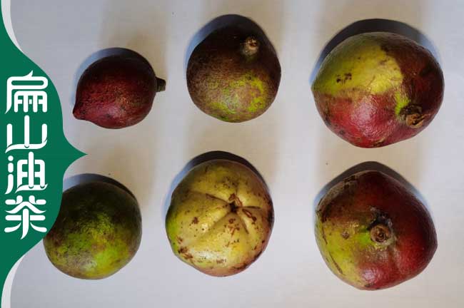 扁山重慶九龍坡.長壽金線蓮種苗北碚油茶苗.茶葉樹苗培育1CM
