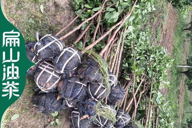 河源地徑3公分油茶苗批發