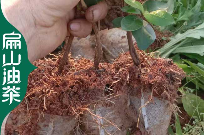 河源油茶小杯苗批發