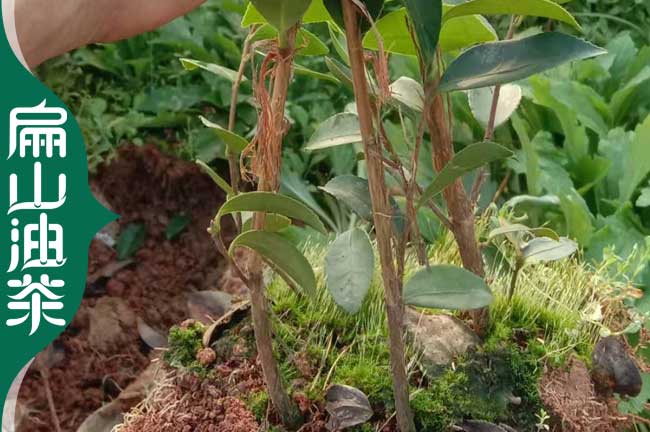 岳陽油茶小杯苗批發