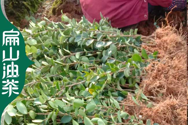 [油茶葉種苗種子]清遠油茶樹苗 廣東1-3年軟枝大果紅花批發