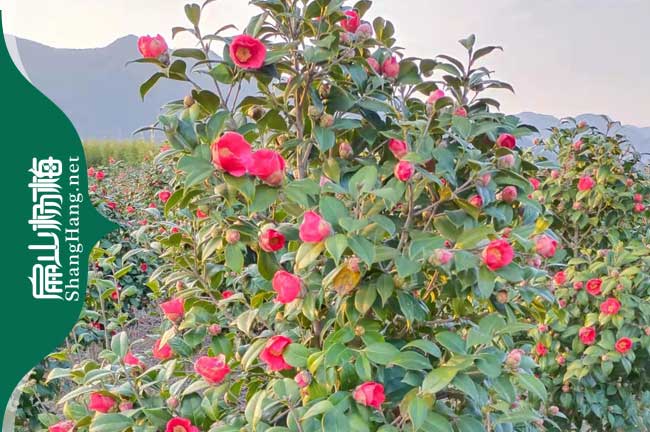 標準紹興金線蓮價格 紹興鐵皮石斛種植基地大批發16元/瓶子