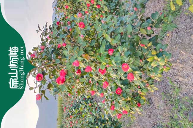 龍巖紅花油茶苗批發