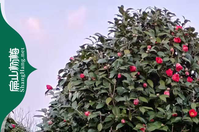 商丘茶花苗批發