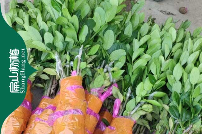 標準紹興金線蓮價格 紹興鐵皮石斛種植基地大批發16元/瓶子