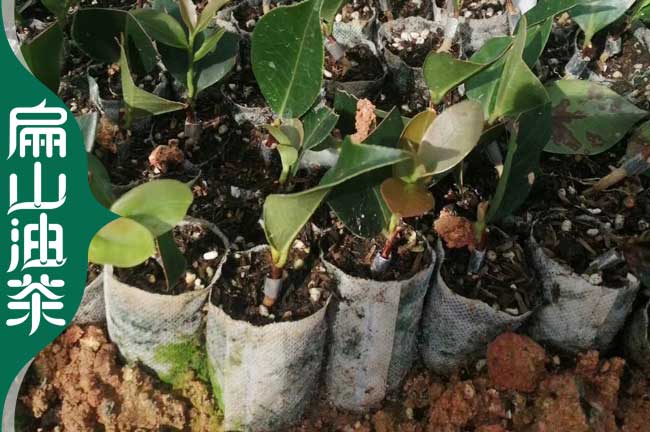 廣東2-3-1年東魁楊梅幼苗水晶大黑炭楊梅樹茂名6元/珠-扁山楊梅