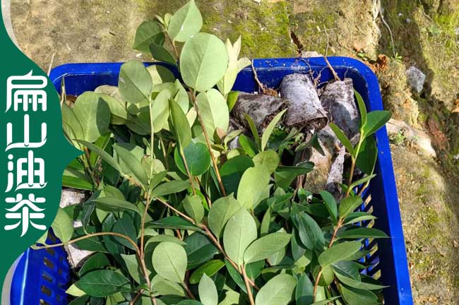 江西的宜春新興油茶苗 茶花苗和茶葉苗培育標準基地 批發3元