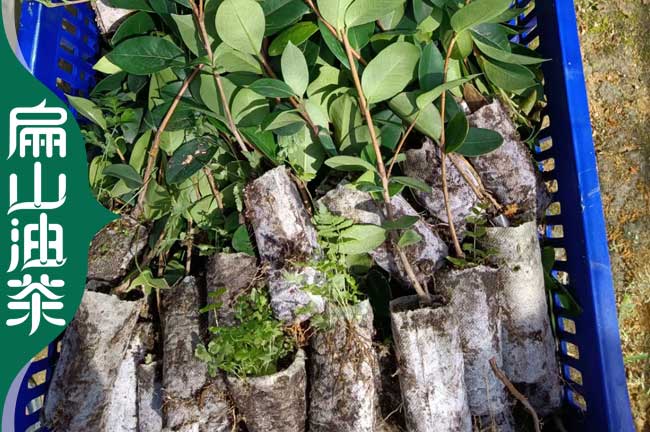 [2023茶樹茶葉苗]湖州培育油茶苗批發 湖州龍井茶葉苗1年2CM