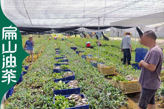 茶葉小杯苗批發 浙江金華標準1年油茶樹苗 批發冠幅30-40CM