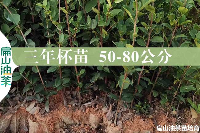 南充3年油茶杯苗批發