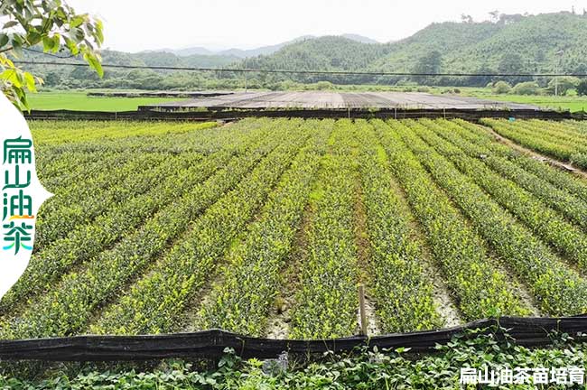 改良眉山茶葉苗培育基地 眉山長林53-40號油茶苗小杯苗批發