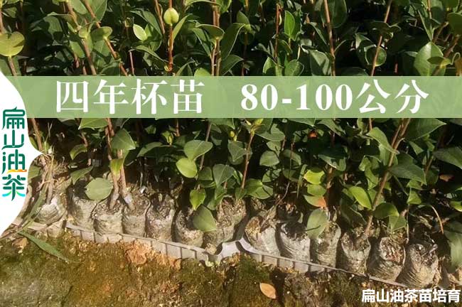 九江4年油茶苗批發