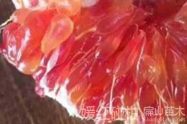 南寧紅皮柚子批發
