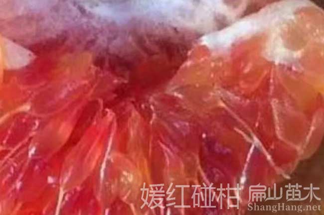碰橘子批發