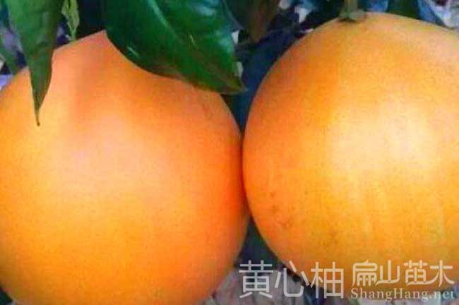 貴港紅心柚子苗批發