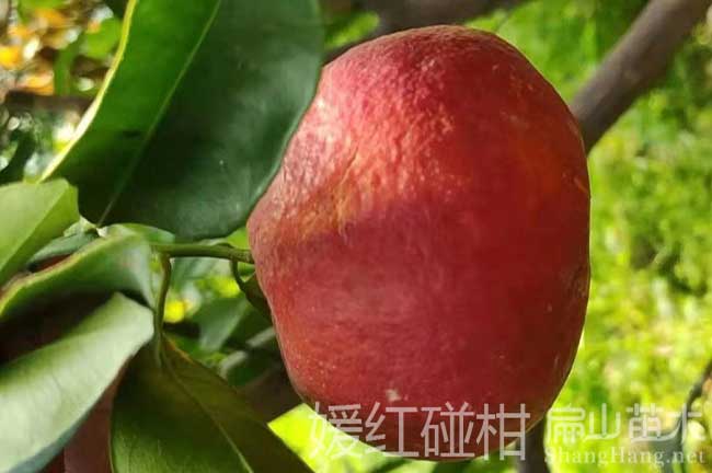 橘子苗批發