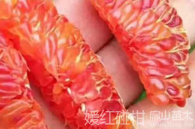 橘子樹苗基地
