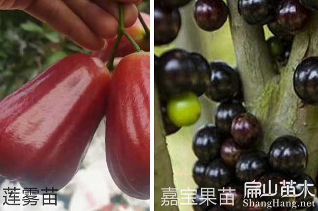 福建蓮霧苗批發