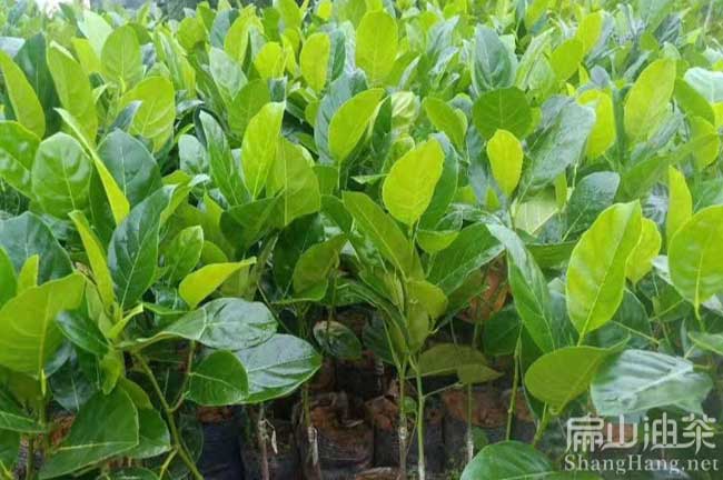 桂陽紅皮柚子苗批發