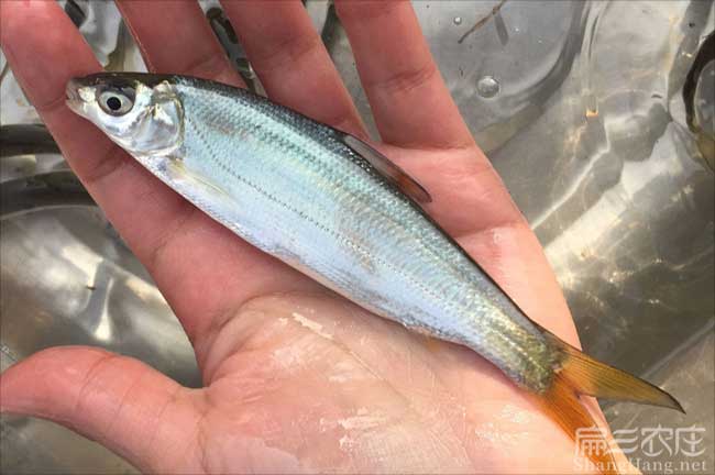福建冷水魚苗批發
