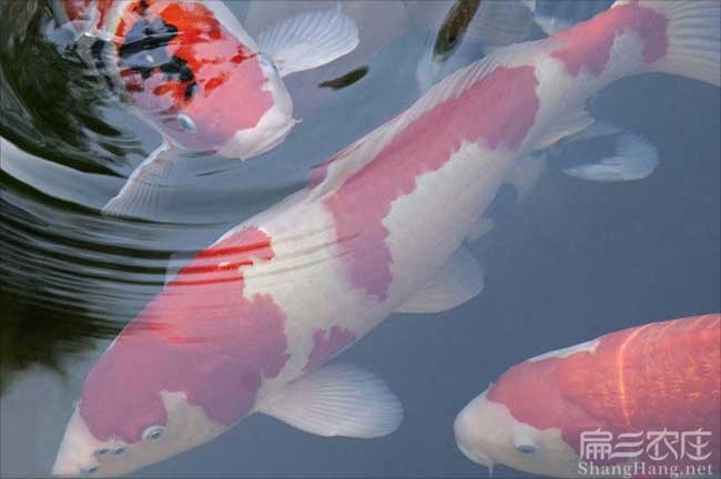 福建觀賞魚苗批發