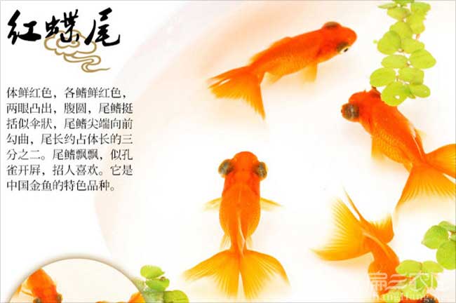 龍巖觀賞魚批發