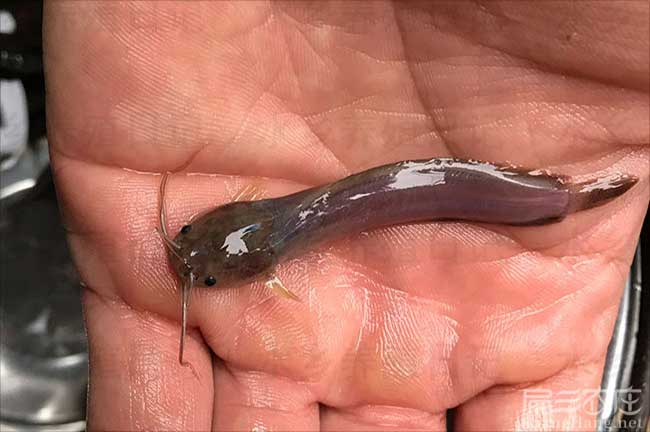三明黑魚養殖