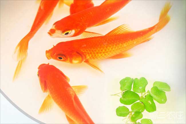 福建鱘魚苗批發