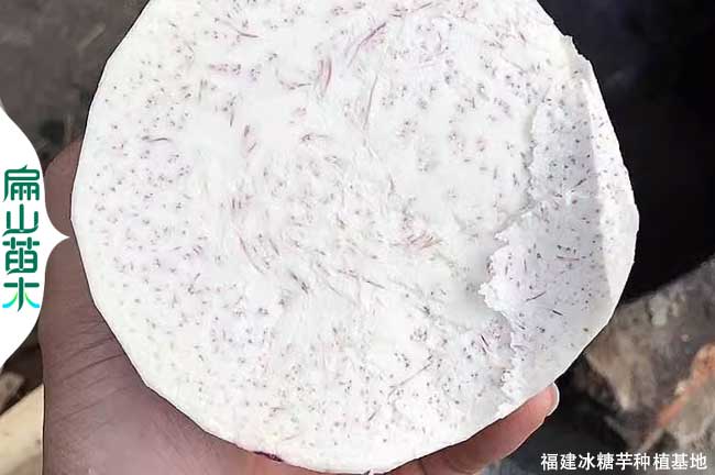 [冰糖芋頭種植基地]龍巖檳榔芋批發價 寧德福州三明南平5斤